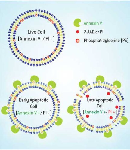Cell-apoptosis-detection-01